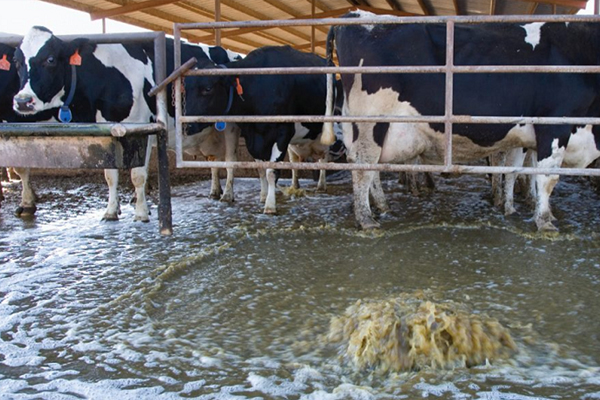 Livestock Wastewater Treatment
